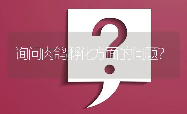 询问肉鸽孵化方面的问题? | 养殖问题解答