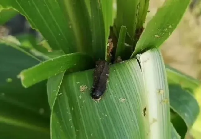 植物常识问题|磷酸二氢钾喷施玉米有效果吗（什么时间喷洒作用最好）
