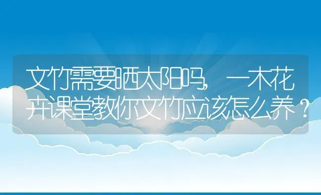 文竹需要晒太阳吗,一木花卉课堂教你文竹应该怎么养？ | 养殖常见问题