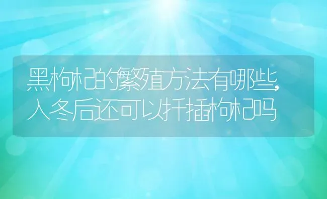 黑枸杞的繁殖方法有哪些,入冬后还可以扦插枸杞吗 | 养殖常见问题