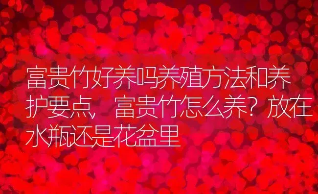 富贵竹好养吗养殖方法和养护要点,富贵竹怎么养？放在水瓶还是花盆里 | 养殖常见问题