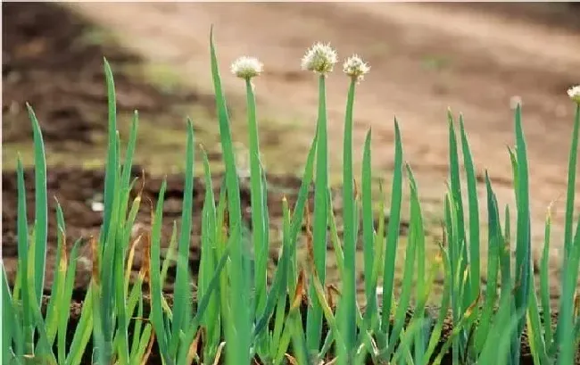 植物常识问题|影响大葱产量的因素有哪些（大葱怎样栽培管理产量高）