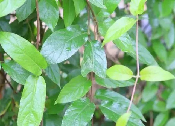 植物常识问题|鸡屎藤的功效与作用及食用方法