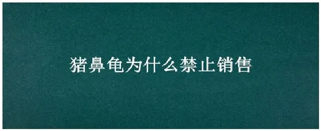 猪鼻龟为什么禁止销售 | 三农答疑