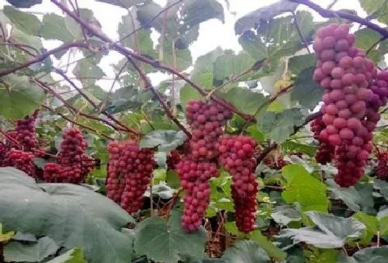 植物常识问题|葡萄缺钙的症状和治疗方法（葡萄缺钙是什么原因造成的）