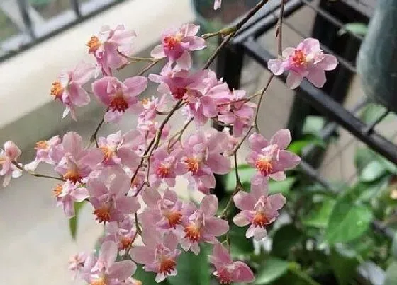 植物常识问题|兰花老芦头捂出新芽后怎么施肥