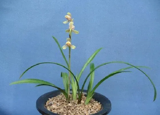 植物常识问题|立秋过后能不能网购兰花或给兰花翻盆