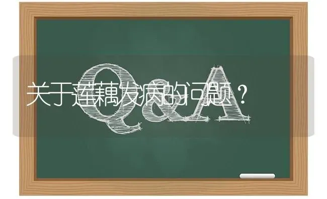 关于莲藕发病的问题? | 养殖问题解答