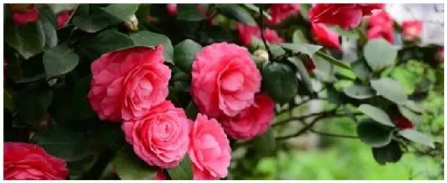 盆栽茶花怎么过冬 | 科普知识