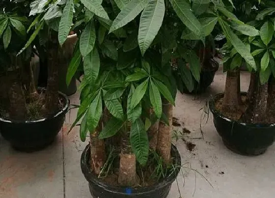 植物常识问题|室内盆景有哪些品种好养好看 家庭适合养的植物盆栽