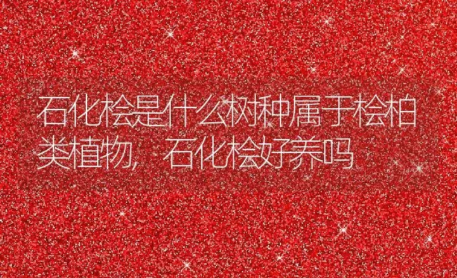 石化桧是什么树种属于桧柏类植物,石化桧好养吗 | 养殖常见问题