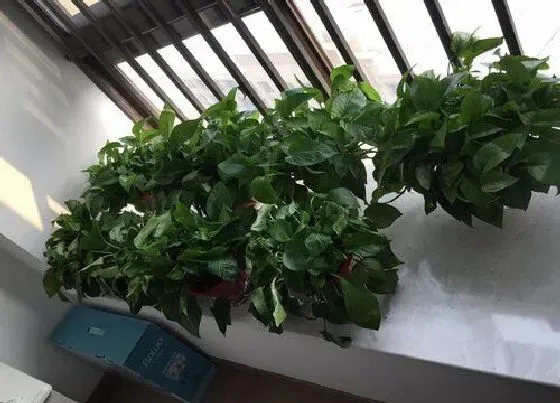 植物常识问题|新手养花一定要知道的浇水技巧