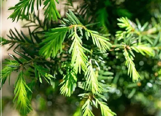 植物常识问题|红豆杉人工授粉方法