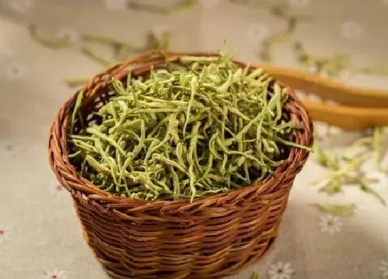植物常识问题|金银花可以吃吗 金银花的功效与作用什么人不能喝