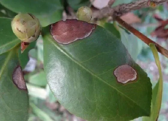 植物常识问题|茶花出现卷叶掉花苞如何恢复