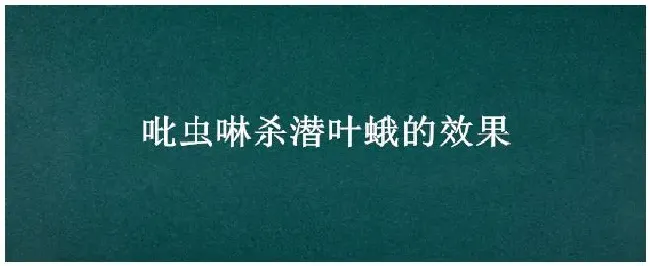 吡虫啉杀潜叶蛾的效果 | 农业问题