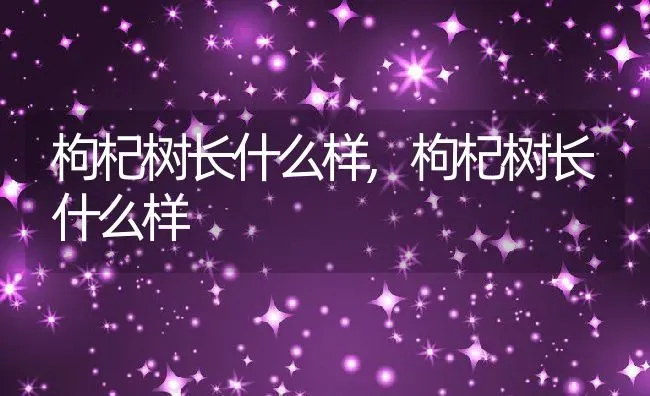 枸杞树长什么样,枸杞树长什么样 | 养殖常见问题