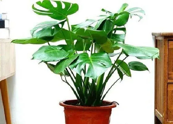 植物常识问题|龟背竹不长新叶的原因