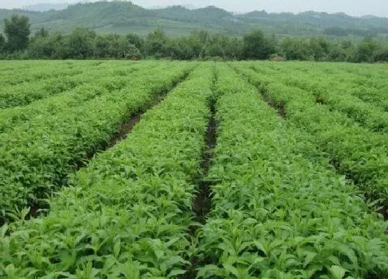 植物常识问题|中草药栽培技术