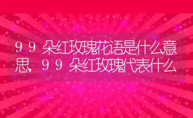 99朵红玫瑰花语是什么意思,99朵红玫瑰代表什么 | 养殖常见问题