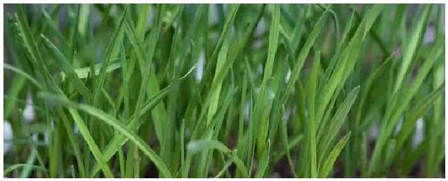 治疗韭菜灰霉病特效药 | 农业常识