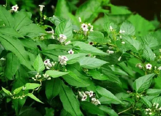 植物常识问题|鸡屎藤的功效与作用及食用方法