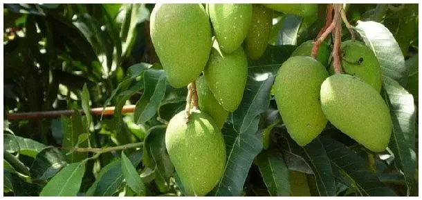 芒果北方可以种植吗 | 农业常识