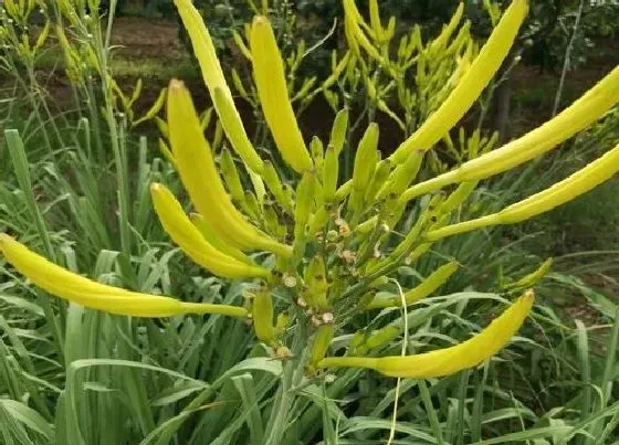 植物常识问题|黄花菜的种植方法及种植时间