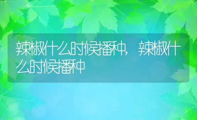 辣椒什么时候播种,辣椒什么时候播种 | 养殖常见问题