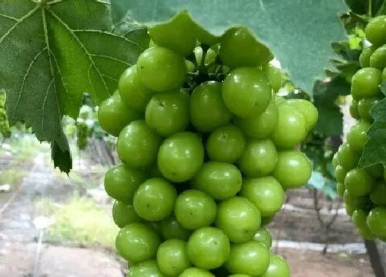 植物常识问题|葡萄缺钙的症状和治疗方法（葡萄缺钙是什么原因造成的）