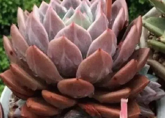 植物常识问题|秋季养护多肉容易出状态