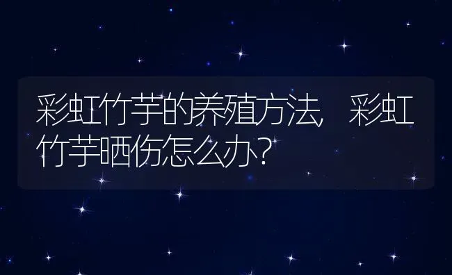 彩虹竹芋的养殖方法,彩虹竹芋晒伤怎么办？ | 养殖常见问题