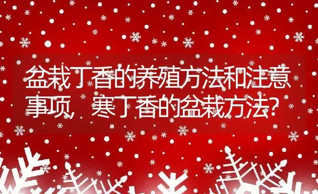 盆栽丁香的养殖方法和注意事项,寒丁香的盆栽方法？ | 养殖常见问题