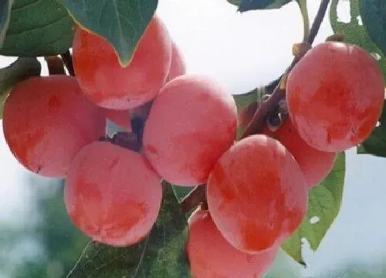植物常识问题|家门前种什么树比较旺财 家门口栽什么树镇宅风水好