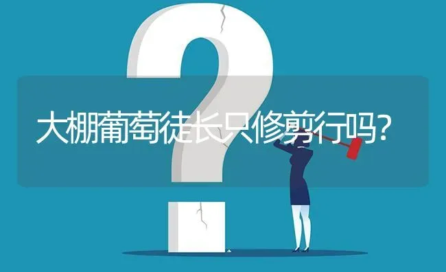 大棚葡萄徒长只修剪行吗? | 养殖问题解答
