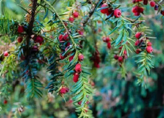 植物常识问题|红豆杉人工授粉方法