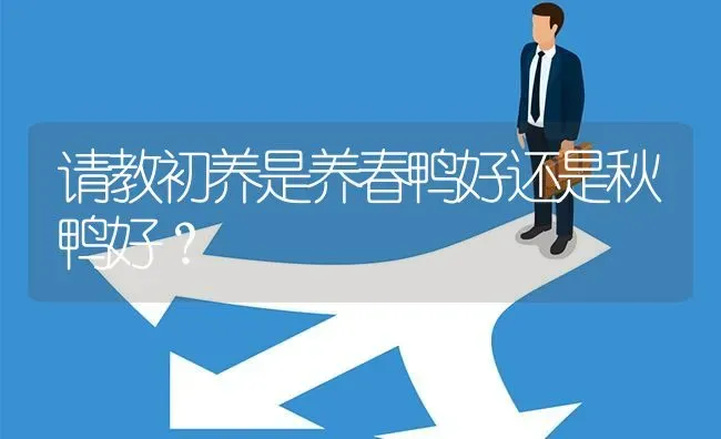 请教初养是养春鸭好还是秋鸭好? | 养殖问题解答