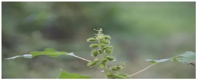 苍子是什么植物 | 科普知识