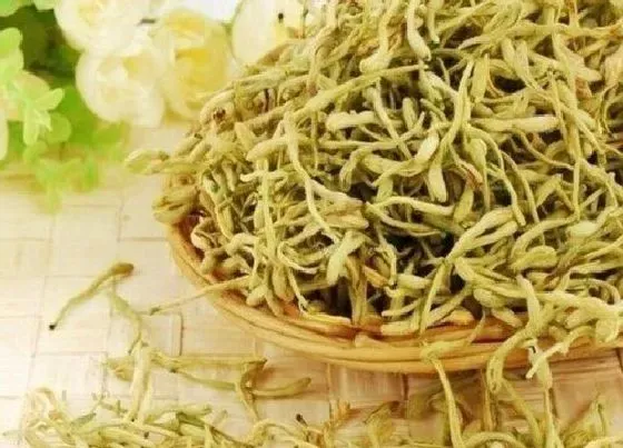 植物常识问题|金银花可以吃吗 金银花的功效与作用什么人不能喝