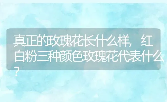 真正的玫瑰花长什么样,红白粉三种颜色玫瑰花代表什么？ | 养殖常见问题