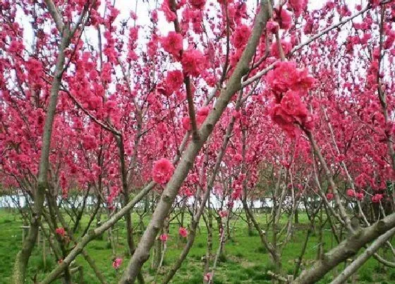 植物常识问题|梅花和桃花的区别图片 有什么不同