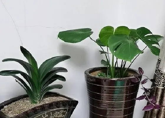 植物常识问题|龟背竹不长新叶的原因