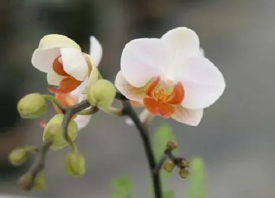 植物常识问题|兰花生长期如何促进它花芽分化