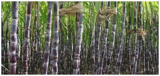 甘蔗种植的自然条件有哪些? | 农业常识