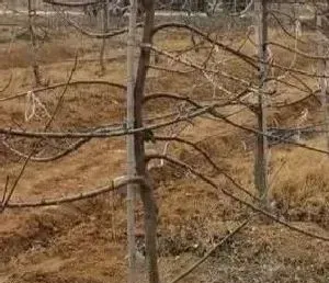 植物常识问题|给苹果树施肥应多远挖多深沟（苹果树开沟施肥方法）