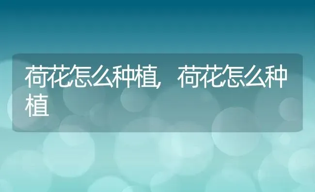 荷花怎么种植,荷花怎么种植 | 养殖常见问题