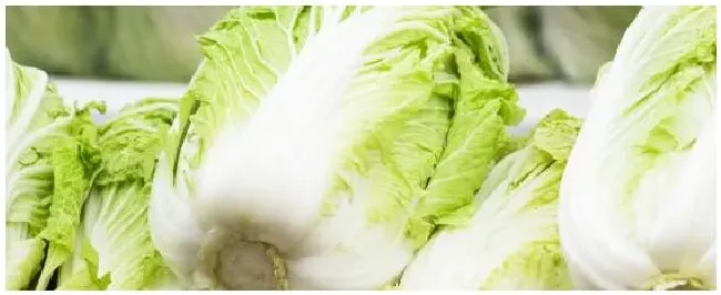 白菜烂根用什么药 | 农业常识