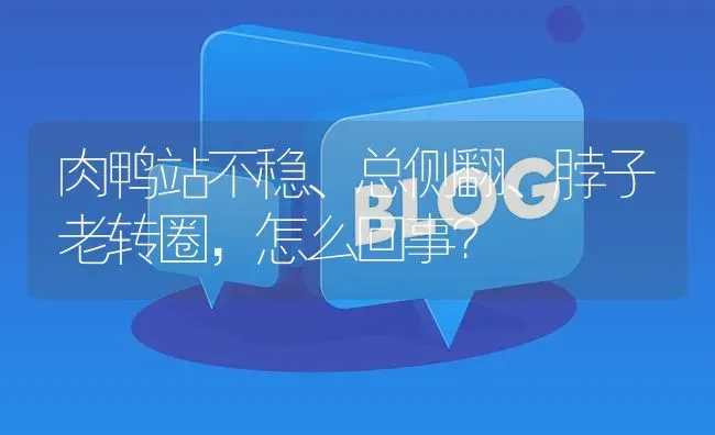 肉鸭站不稳、总侧翻、脖子老转圈,怎么回事? | 养殖问题解答