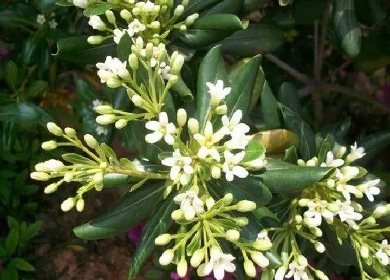 植物常识问题|如何养好米兰花才能够四季开花不断