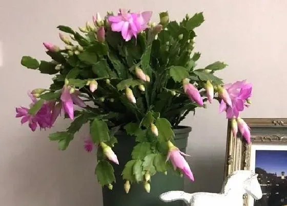 植物常识问题|立秋后怎么养蟹爪兰顺利躲过秋老虎
